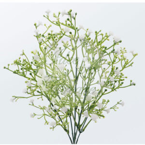 Pick Nebbiolina alt. cm 36